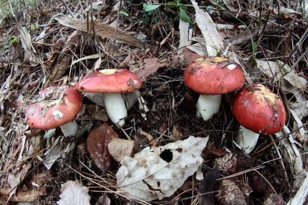 ベニタケ属 大和葛城山/奈良県御所市 2011.11.2