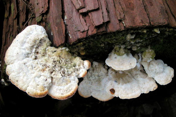 ヒメシロカイメンタケ 矢田山こどもの森/奈良県大和郡山市 2011.12.18