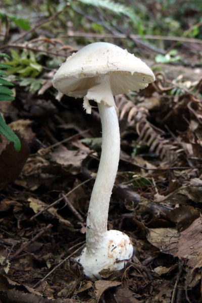 タマシロオニタケ 大和葛城山/奈良県五條市 2013.9.23