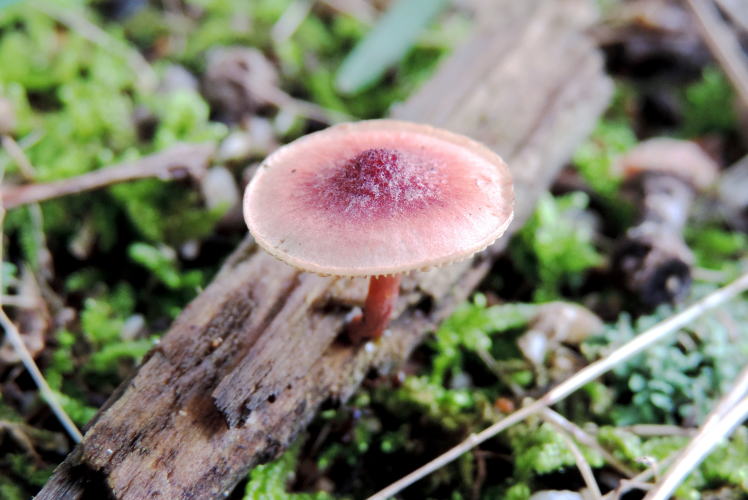 ミドリスギタケ 上野森林公園／三重県伊賀市 2015.8.22