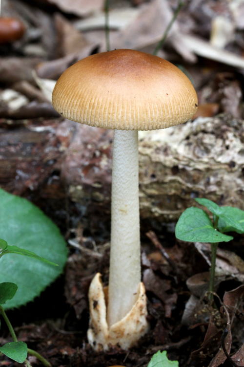 カバイロツルタケ 矢田山子どもの森／奈良県大和郡山市 2015.10.10