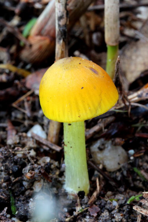 アカヤマタケ 上野森林公園／三重県伊賀市 2015.12.13