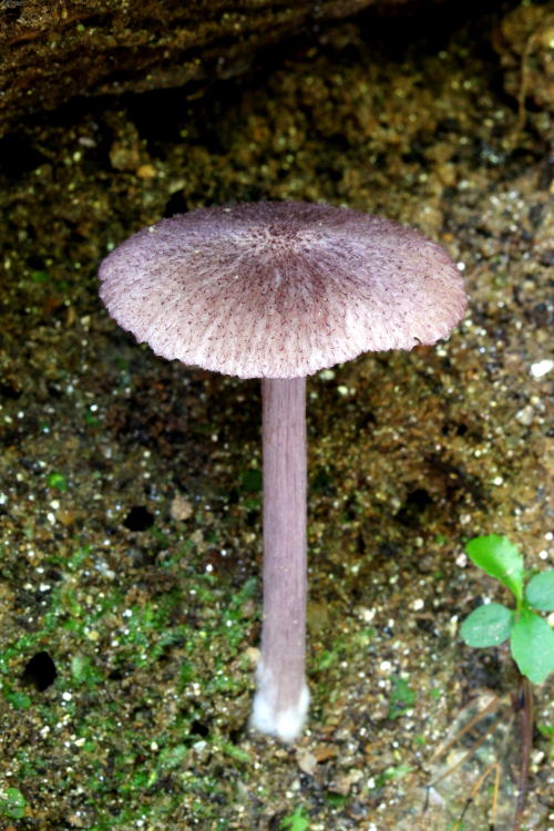 イッポンシメジ属 矢田山遊びの森/奈良県大和郡山市 2016.8.7