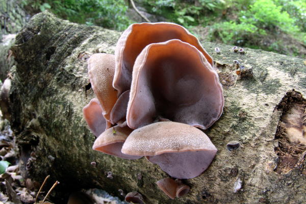 アラゲキクラゲ