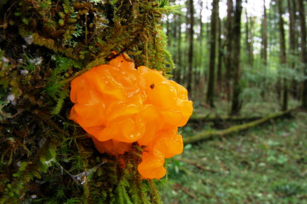 ハナビラダクリオキン