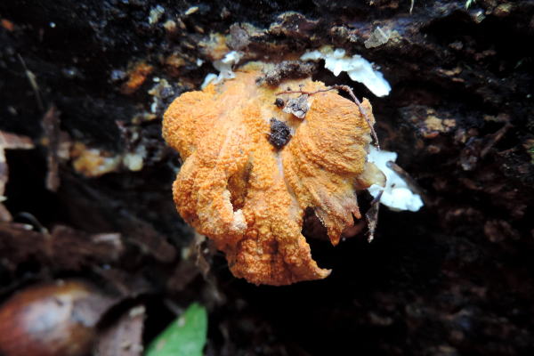 ヒポミケス属sp.