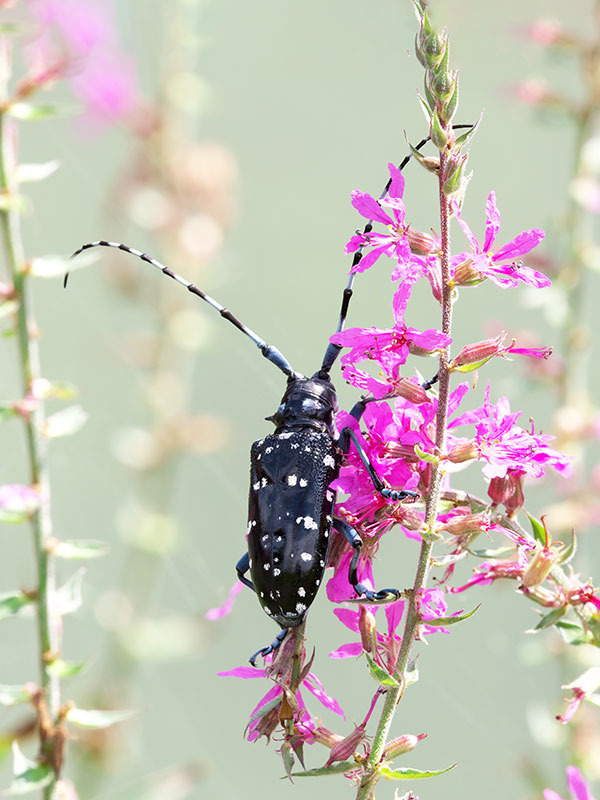 【昆虫標本 完全雌雄型 ヒゲナガゴマフカミキリ】 カミキリムシ（日本産カミキリ970種写真公開）
