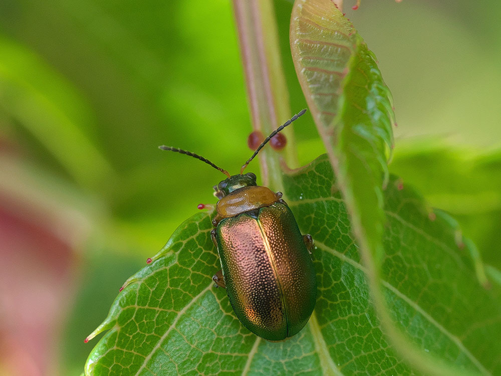 P4195605w.jpg