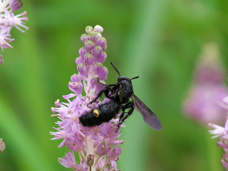 ハチの仲間 ⑪ みちくさフォト