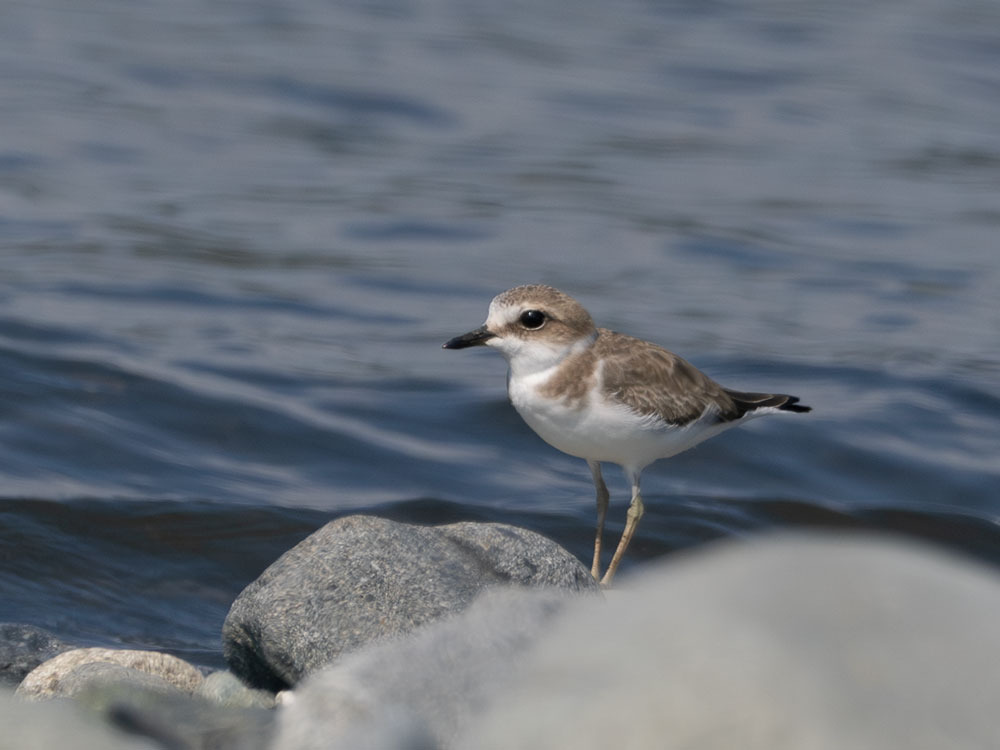 富士川河口の野鳥 2024 9月 ①: みちくさフォト