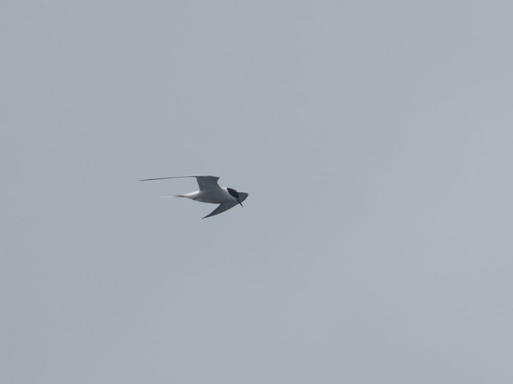 R07_2443-w.jpg