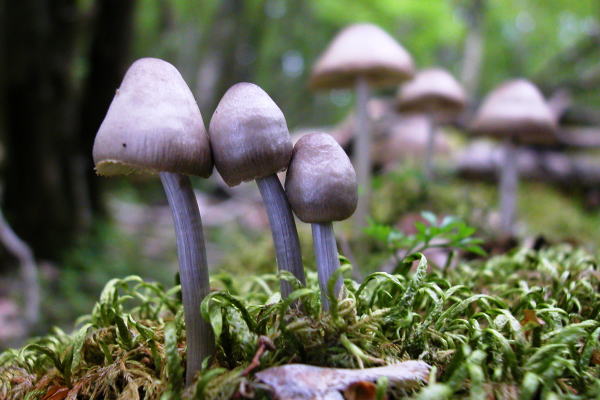 クヌギタケ 富士山南麓/静岡県富士宮市 2010.5.22